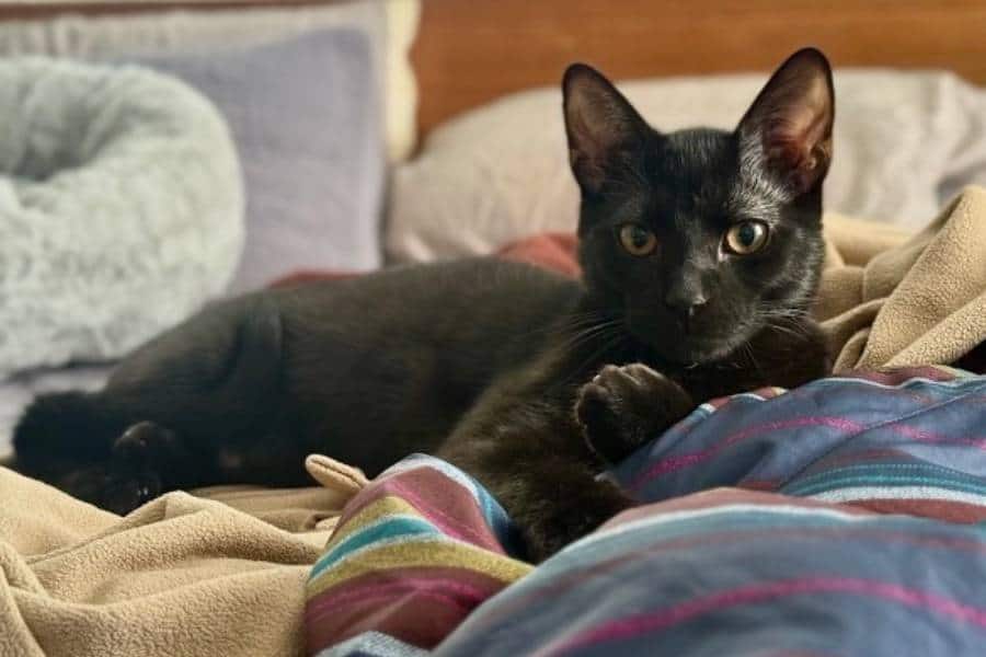 Pet Insurance: How It Works, and the Pros and Cons to Know