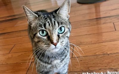 4 Simple Ways to Support Homeless Animals in Greensboro