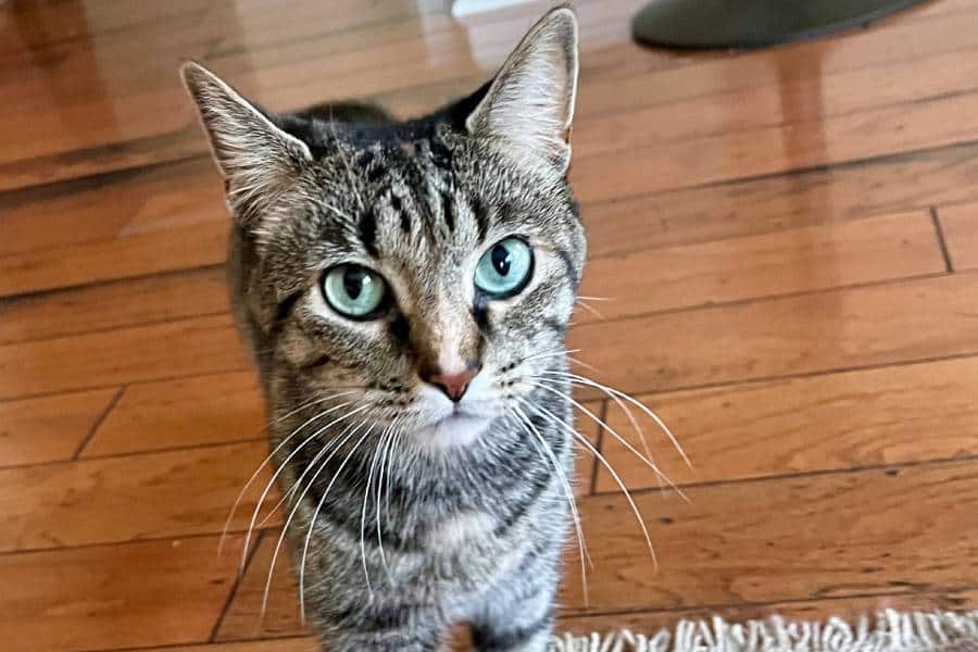 4 Simple Ways to Support Homeless Animals in Greensboro