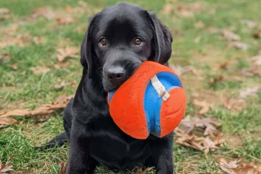 Local Gift Ideas For Greensboro Pet Lovers Who Already Have Everything