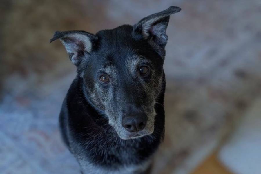 What to Expect After Adopting a Shelter Pet in Greensboro