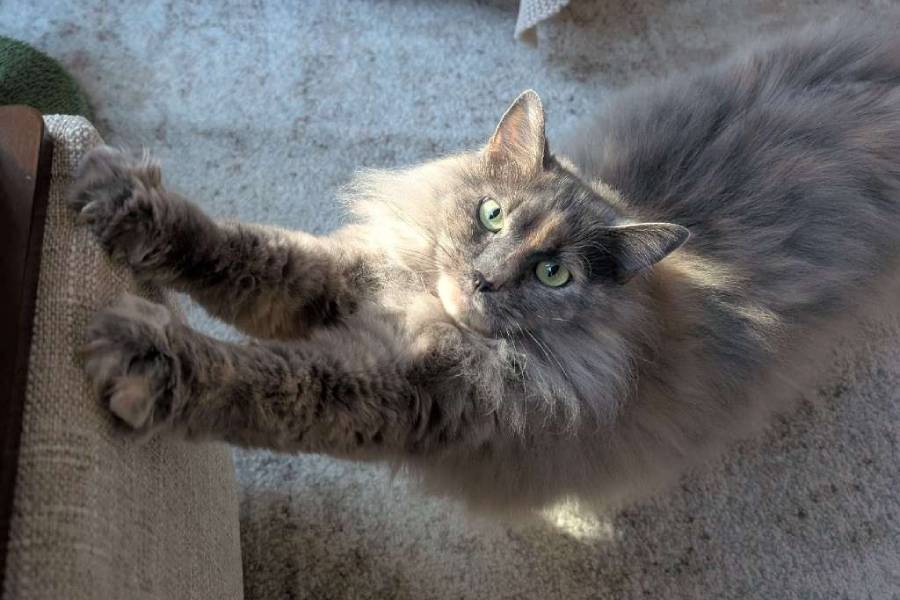 Winter Enrichment Ideas for Indoor Cats