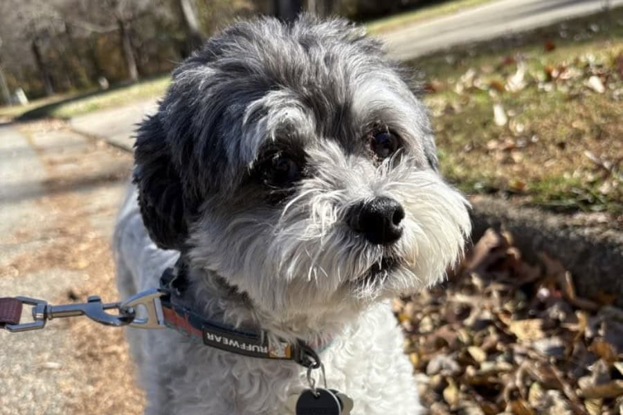 Winter Dog Walking Tips Every Pet Owner Should Know