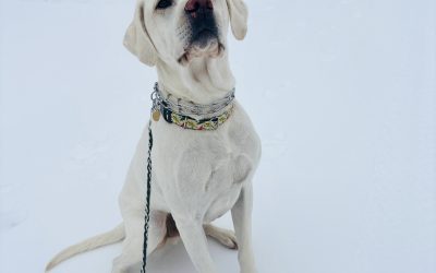 How Cold Is Too Cold to Walk a Dog?