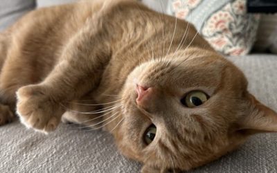 Go to cat sitter checklist for greensboro pet owners