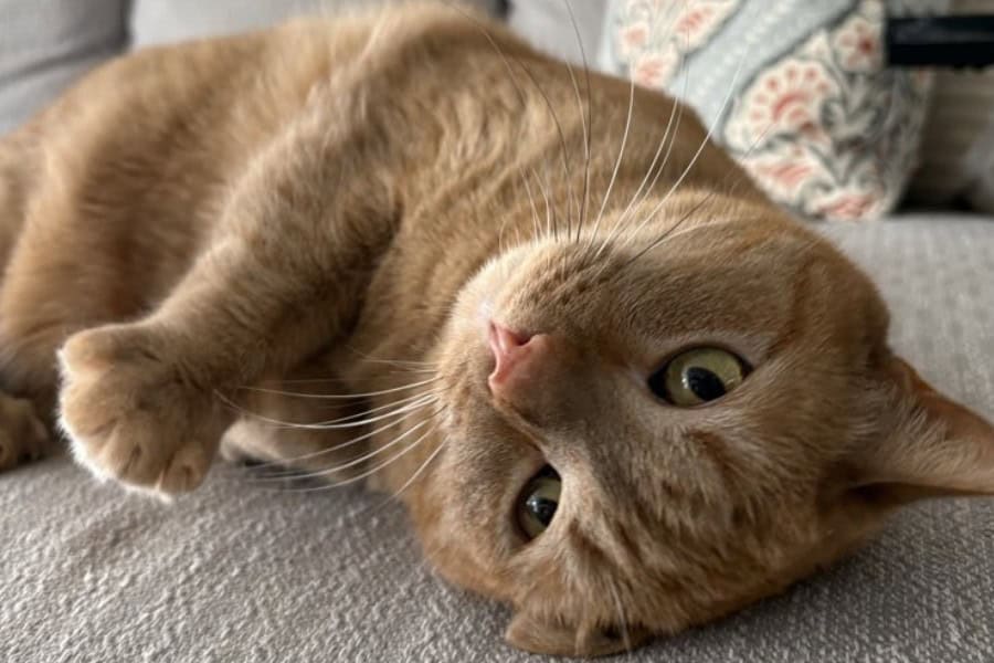 The Go-To Cat-Sitter Checklist Every Greensboro Pet Parent Should Have