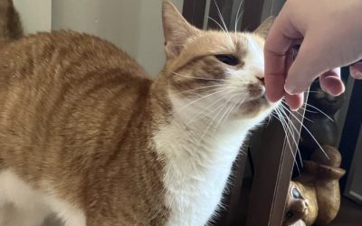 How to introduce a new cat into your home