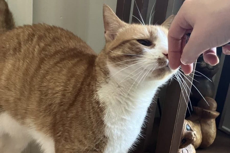 How to Introduce a New Cat Into Your Home Without the Stress