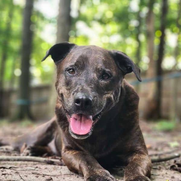 Top Tails Dog Walking Greensboro Mission