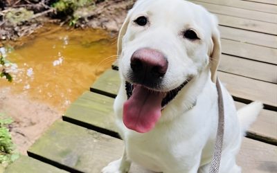 deciding between regular walks vs adventure walks