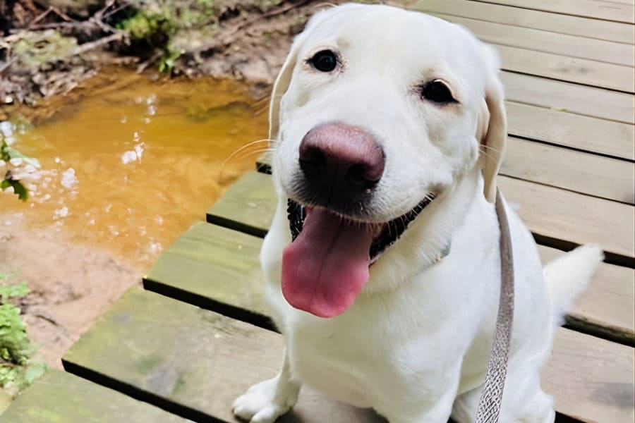 Regular Walks vs Adventure Walks: Which Is Right for Your Dog?