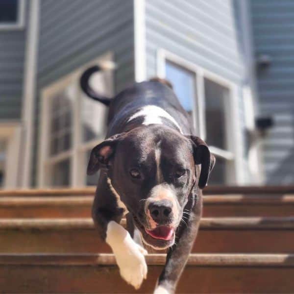 how Reliable, Professional Dog Walking for Busy Greensboro Families works