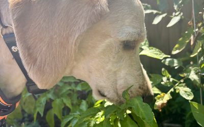 What Is a Sniffari and Why Your Dog Needs One