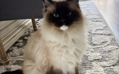 Common Cat Health Problems That Are Easy to Miss