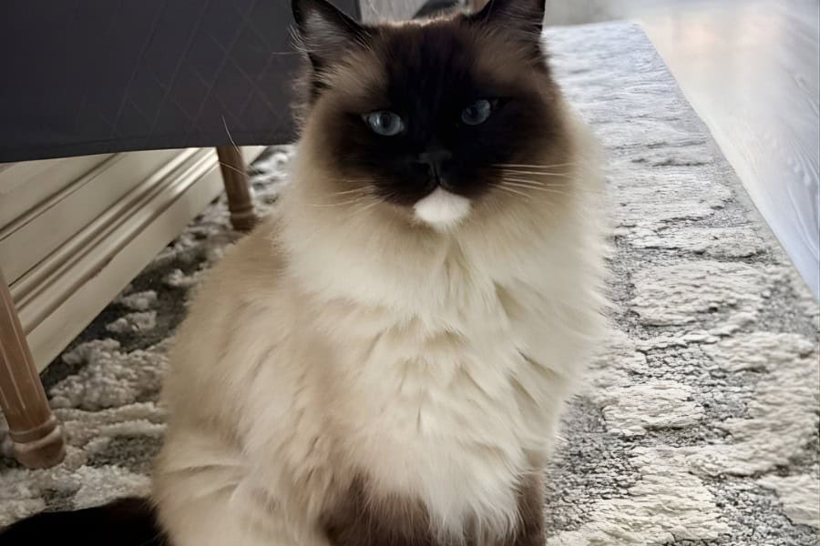 Common Cat Health Problems That Are Easy to Miss