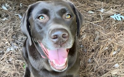 Pretty chocolate lab on Poison Prevention Awareness Month
