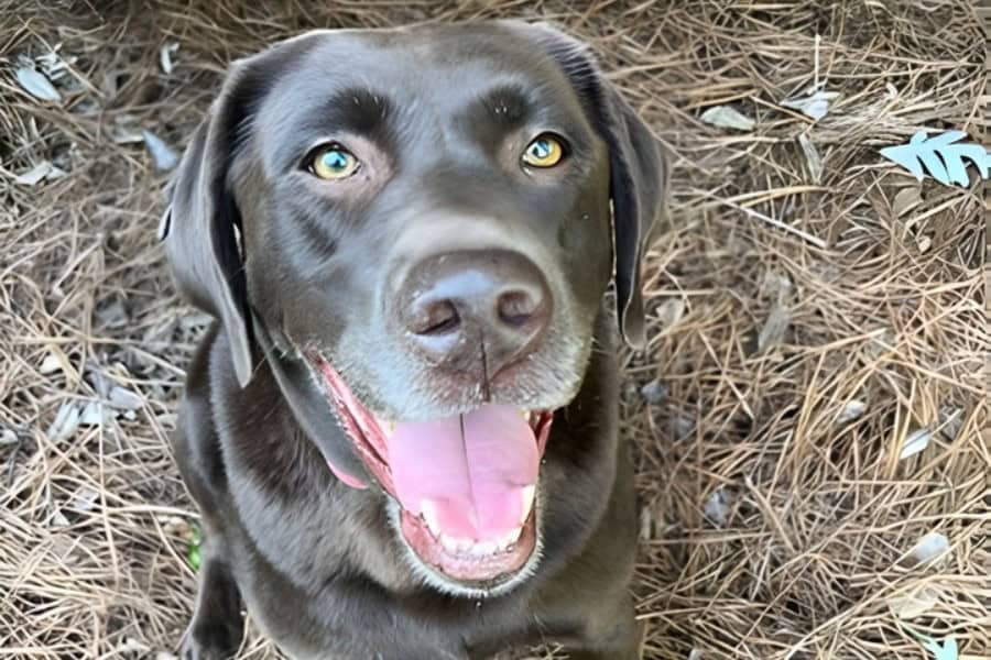 Poison Prevention Awareness Month: Hidden Dangers for Pets Around Your Home