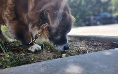 why does my dog eat poo? Pretty dog sniffing the ground