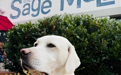 Best Dog Friendly Coffee Shops in Greensboro NC for You and Your Pup (1)