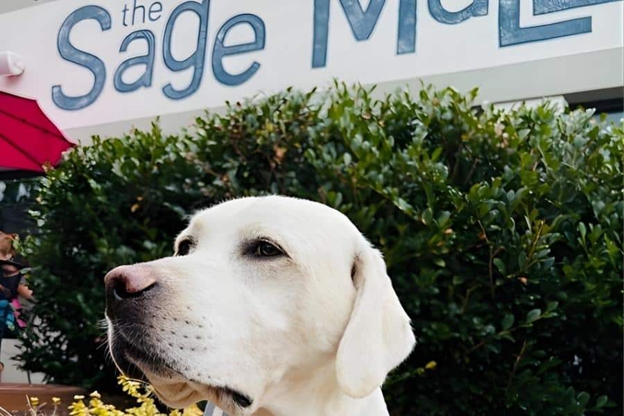 Best Dog-Friendly Coffee Shops in Greensboro, NC for You and Your Pup