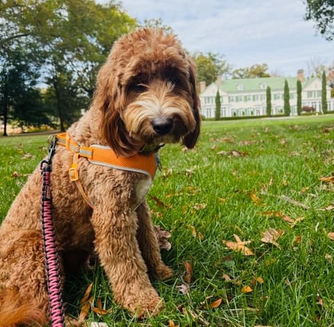 Your trusted dog walker since 2019 Top Tails Dog Walking Pet Sitting Greensboro NC