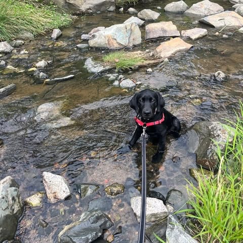 dog walker Lindley Park