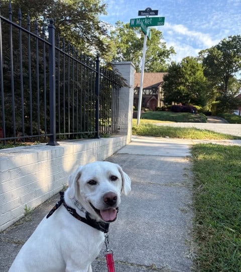 dog walker Sunset Hills