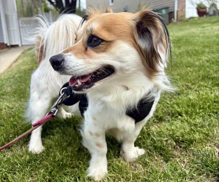 dog walker in Adams Farm, Greensboro, NC
