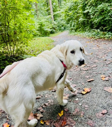 dog walker in Hamilton Lakes