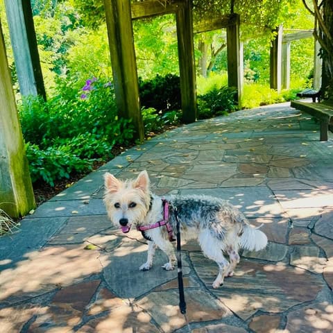 dog walker in Lindley Park nc