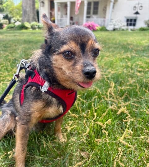 dog walker in Sunset Hills nc