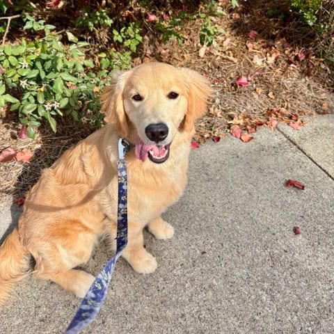 Your trusted dog walker since 2019 Top Tails Dog Walking Pet Sitting Greensboro NC