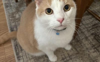 How Long Can You Leave a Cat Alone?