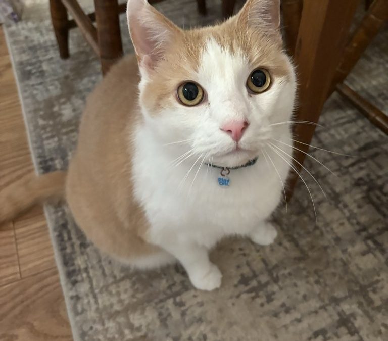 How Long Can You Leave a Cat Alone?