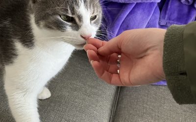 How Much Does Cat Sitting Cost?