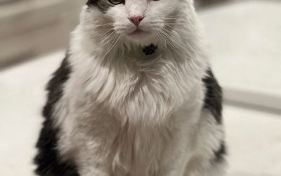 How Often Should You Clean a Cat’s Litter Box?