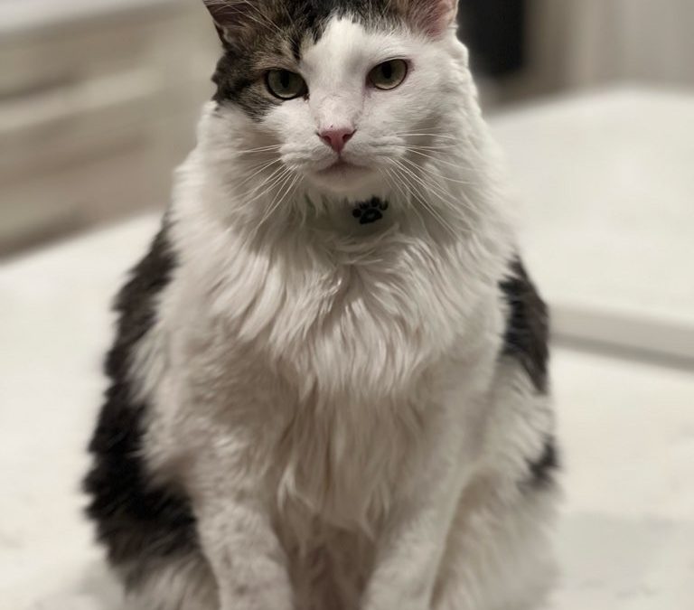How Often Should You Clean a Cat’s Litter Box?