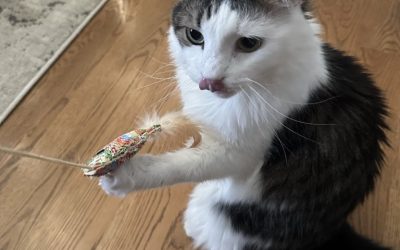 Signs Your Cat is Stressed and What to Do About It