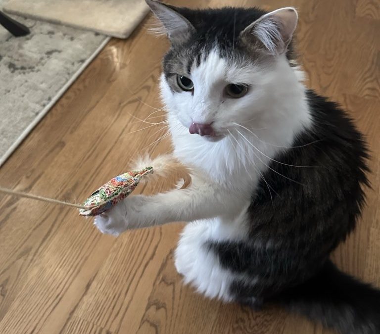Signs Your Cat is Stressed and What to Do About It