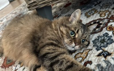 cat sitter vs friend