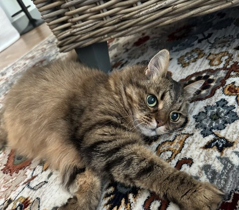 Should a Cat Sitter or a Friend Watch Your Cat While You Travel?